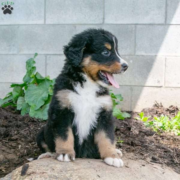 Jamie, Bernedoodle Puppy